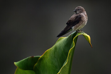 Mascarene martin, Phedina borbonica, passerine bird, sitting on the green leave in the nature...