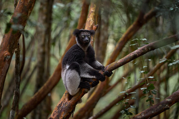 Naklejka premium Wildlife Madagascar, babakoto, Indri indri, monkey, wide angle lens with habitat in Kirindy Forest, Madagascar. Lemur in the nature . Sifaka on the tree, sunny day. Largest living lemur.