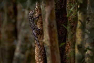 Cuvier's Madagascar swift, Oplurus cuvieri, black grey lizard in the tree in the nature habitat, Palmarium reserve in Madagascar. Endemic lizard in the forest, Madagascar.