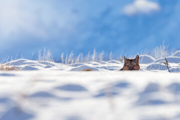 Find wild big cat Cougar, Puma concolor, hidden portrait of dangerous animal with stone. Mountain Lion. Wildlife scene from nature. Puma, nature winter habitat with snow, Torres del Paine, Chile.