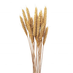 Fototapeta premium A bouquet of golden wheat stalks, symbolizing harvest and agriculture., isolated on a transparent background.