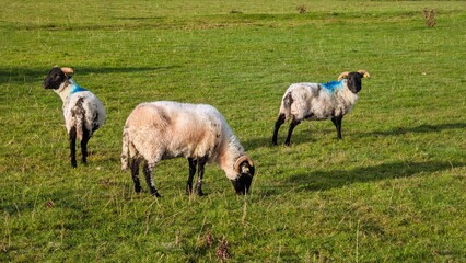 Fototapeta premium Cute sheep in green field on pasture, farm animals grazing, nature and wildlife background 