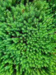 Top-down view of vibrant green moss with intricate patterns, showcasing the beauty of natural...
