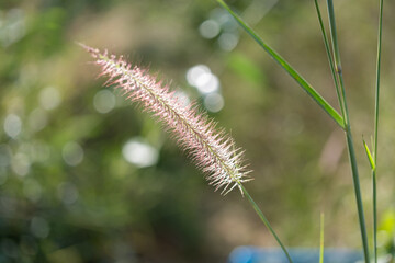 Blooming grass natural landscape botanical photography green background close-up view nature's beauty