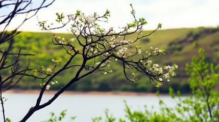 Fototapeta premium A tree with white flowers is in front of a lake