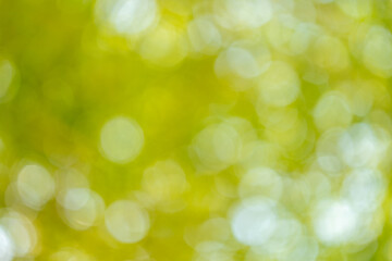 Obraz premium Nature bokeh effect outdoors abstract photography bright environment soft focus visual serenity