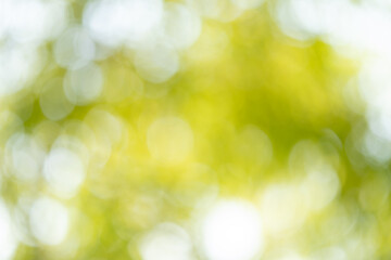 Obraz premium Nature blurs green background abstract photography outdoor close-up serenity