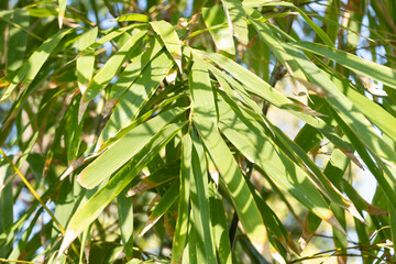 Bamboo leaf growth tropical forest nature photography sunlit environment close-up view botanical beauty
