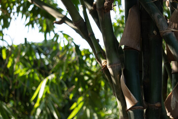 Obraz premium Bamboo growth observations natural setting photography lush environment close-up view nature exploration