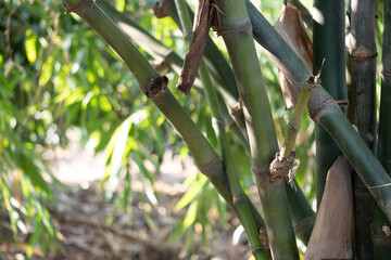 Fototapeta premium Bamboo growth natural forest close-up photography lush greenery nature sustainability