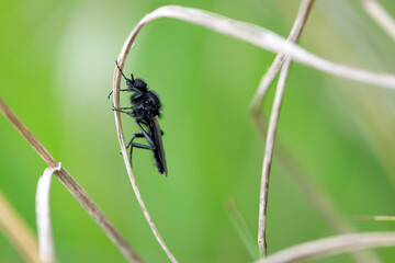 Eurytoma schreineri. Bibionomorpha. mosquito. Mosquito resting on a dry twig. Male and female mosquitoes feed on nectar and plant juices. insect close-up, macro photo. pest, thickfoot.