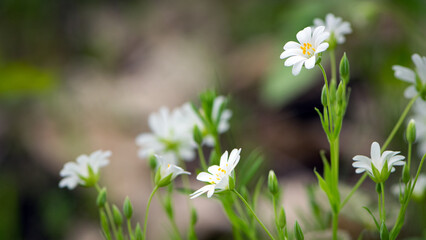 Stellaria holostea. delicate forest flowers of the chickweed, Stellaria holostea or Echte Sternmiere. floral background. white flowers on a natural background. close-up