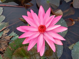 Beautiful pink lotus flower on the water in the pond Assam India