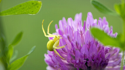 Obraz premium Misumena vatia. Spider on red-clover flower. blooming meadow flower and yellow spider. on a green background. small predator on the hunt. macro nature. close-up