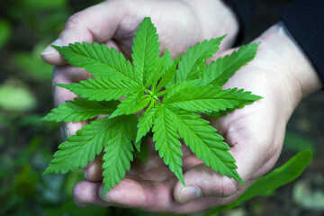 Cannabis. bush marijuana on blurred background. bush cannabis on the palm. male hands are holding a...