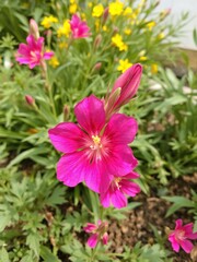 Obraz premium Vibrant godetia clarkia farewell to spring flower blooming in garden, colorful, vivid