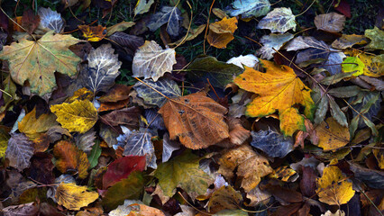 Obraz premium Dry leaves on the ground in a beautiful autumn forest. autumn background, fallen leaves in a forest or park. Grove. selective soft focus. autumn colors, beautiful season. autumn season, first frosts