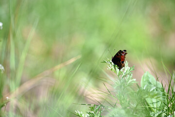 Vanessa atalanta. beautiful delicate butterfly. butterfly sits on the meadow grass. Blurred green...
