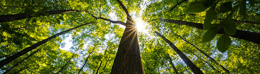 Fototapeta premium Golden rays of light illuminating a forest nature landscape photography serene environment ground perspective tranquility focus