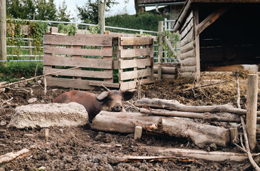 Happy pig in free range outdoor pasture. Red or brown pig lying or resting in mud. Organic pig farming or hobby farm. Selective focus. Lucerne, Switzerland.