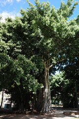 hawaii, waikiki, honolulu, summer, USA, america, travel, architecture, design, style