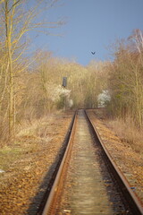 Obraz premium Eisenbahnstrecke im Wald