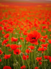 Fototapeta premium Vibrant red poppy standing out against a sea of red poppy flowers in a breathtaking field, bloom, summer, outdoor