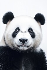 Obraz premium Panda Bear Face Close Up