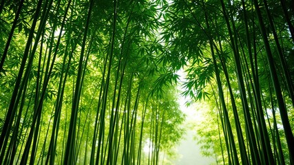 Fototapeta premium Sunlight filters through a dense bamboo forest, illuminating the vibrant green leaves and creating a peaceful and serene atmosphere.