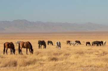 Fototapeta premium Wild Horses in the Utah Desert in Autumn