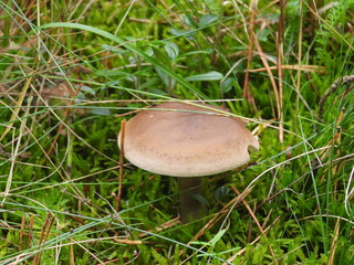 grzyb rosnący na tle mchu