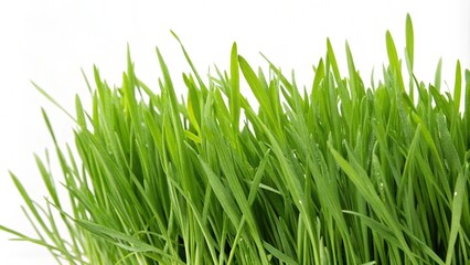 Fototapeta premium green grass isolated on white background