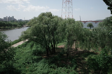 Obraz premium summer, korea, seoul, park, garden, river, nature