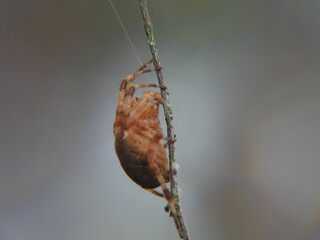 Pomarańczowy pająk występujący w Europejskich lasach