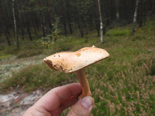 grzyb w ręku jako symbol grzybobrania © Maciej