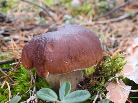 borowik szlachetny brązowy grzyb rosnący pośr&oacute;d mchu