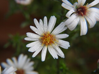 piękne białe tło kwiatowe © Maciej