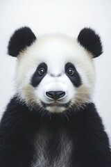 Obraz premium Panda Bear Face Close Up