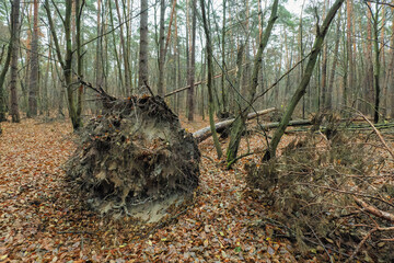 fallen tree on fallen autumn leaves