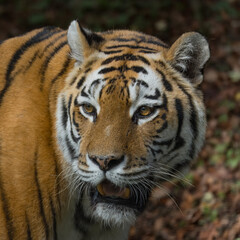 Obraz premium Sibirien tiger