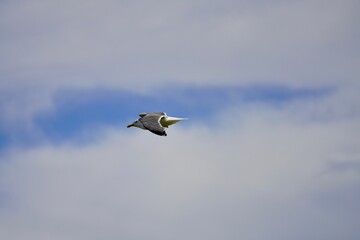 Lesser black-backed gull soars on strong winds above Veiholmen, north of Smoela