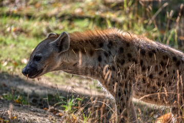 hyena looking