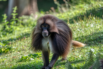 Gelada baboon, Theropithecus gelada