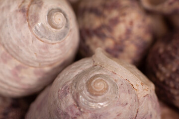 sea shells macro