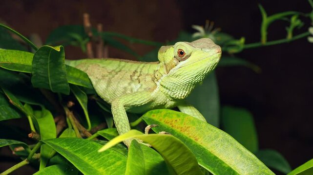 Green Eastern casquehead iguana (Laemanctus longipes) camouflaged among leaves in a tropical forest, showcasing wildlife in its natural habitat