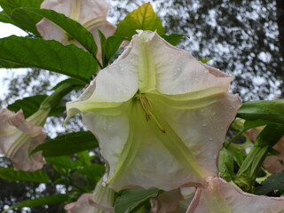 Brugmansja datura  piękny egzotyczny kwiat  rosnący w ogrodach botanicznych © Maciej