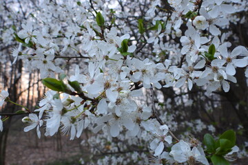 białe kwiaty na  drzewie jako tło natury © Maciej