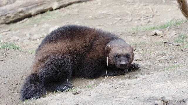 Wolverine lying on the ground, enjoying a moment of rest in its natural environment