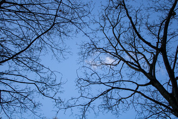 Dark tree branches against a blue sky form a mysterious pattern