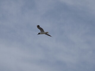 Fototapeta premium Seagull in flight against a blue sky with clouds